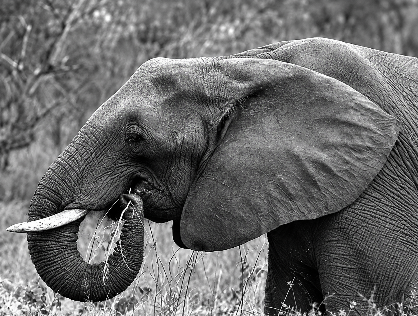 Black and white elephant