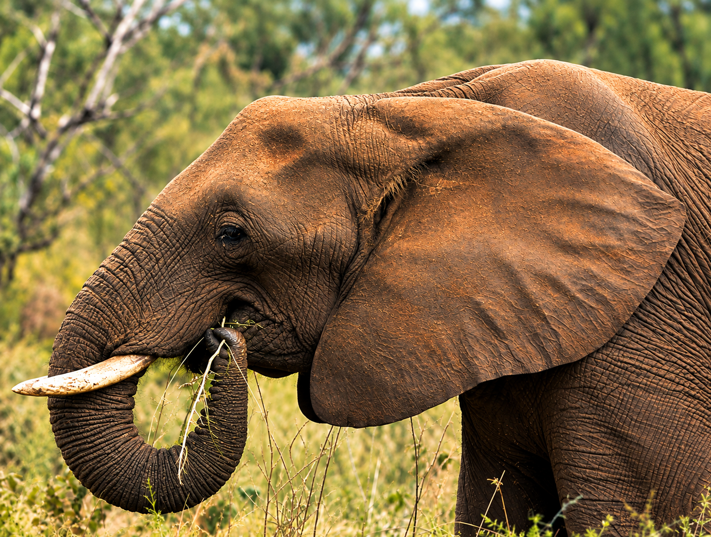 Color elephant