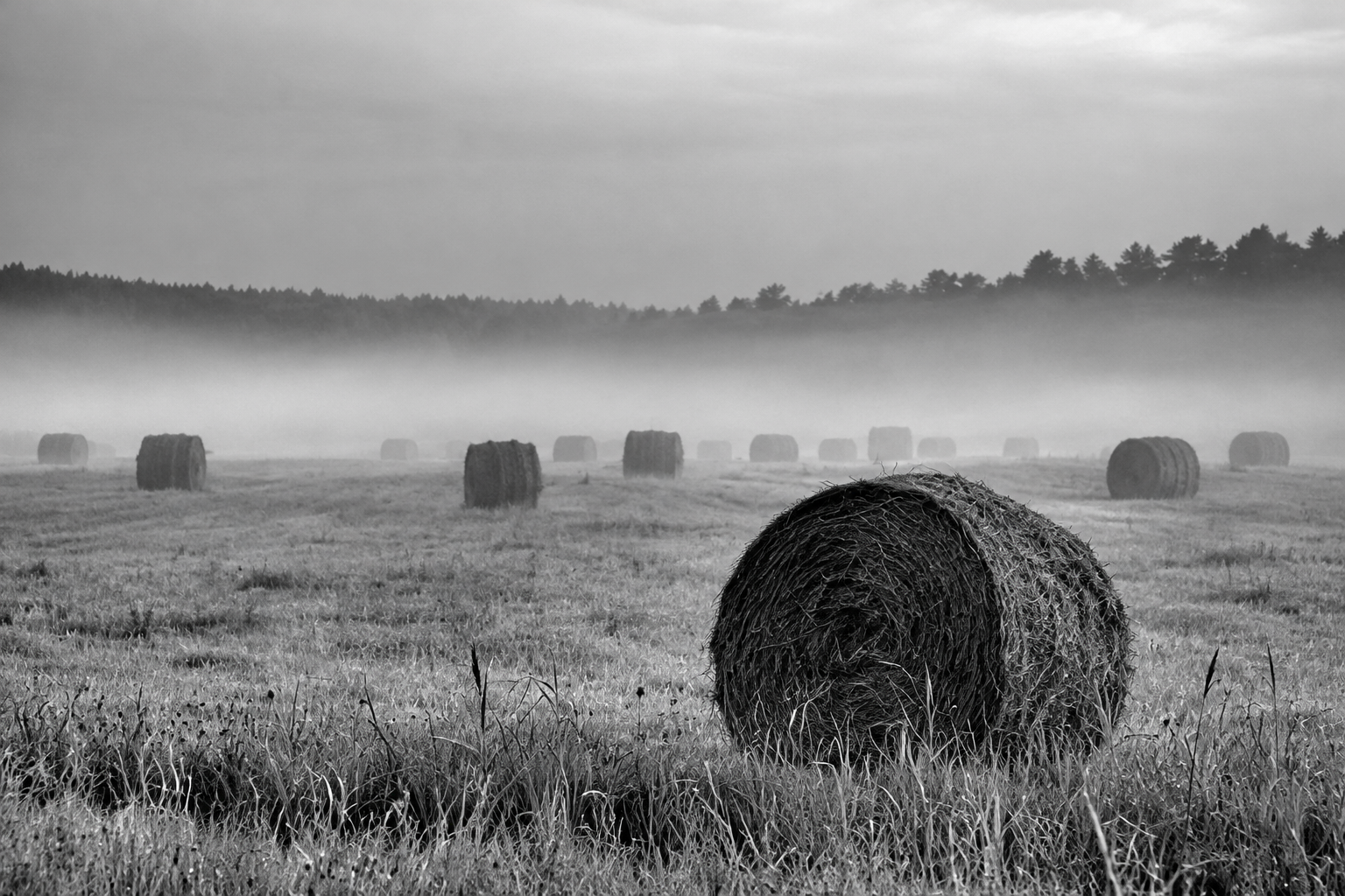 Black and white field